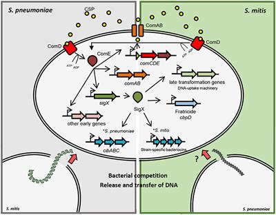 Competence in Streptococcus pneumoniae and Close Commensal Relatives: Mechanisms and Implications